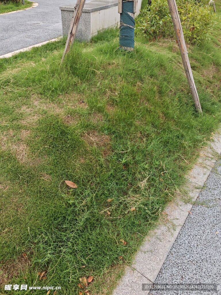 路边草地中的绿色设施