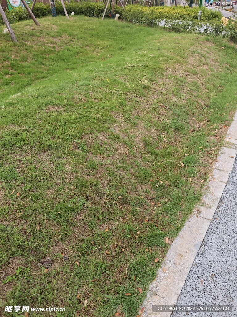 路边翠绿草坪景观