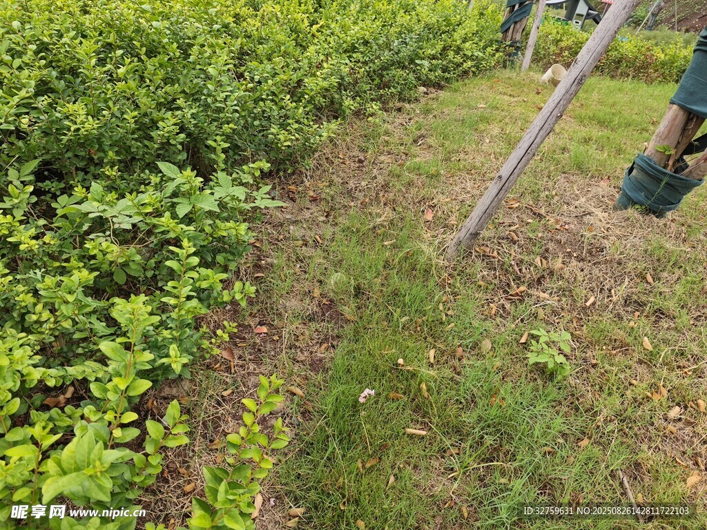 园艺工人修剪绿植场景