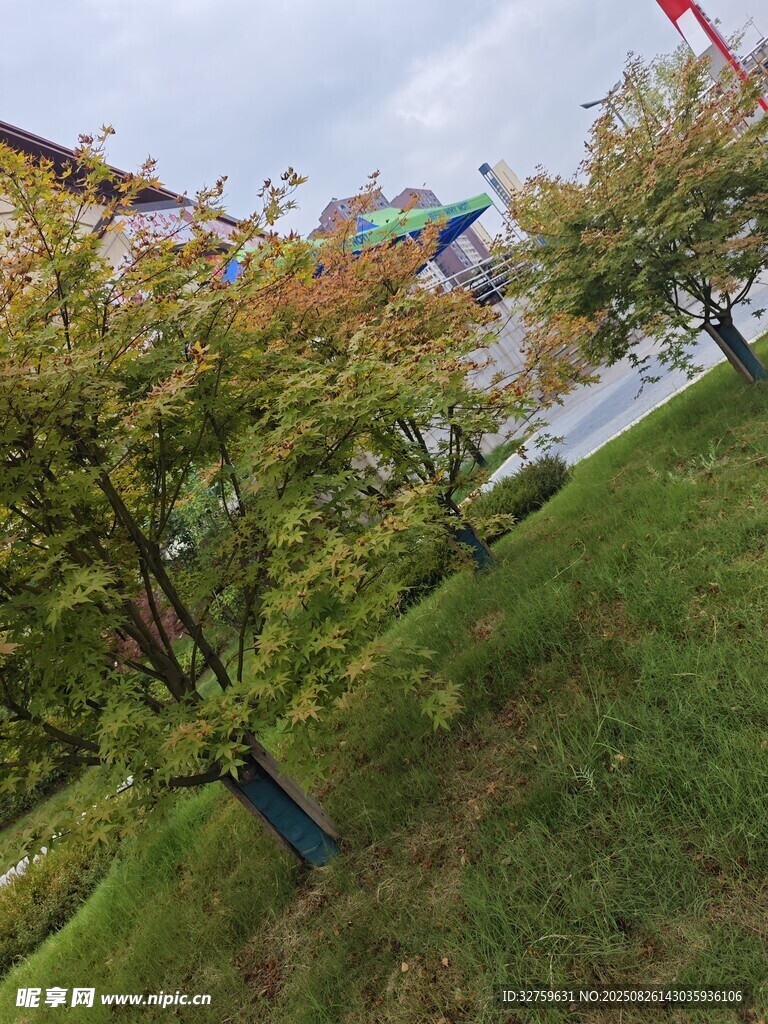户外草地旁的多彩树木