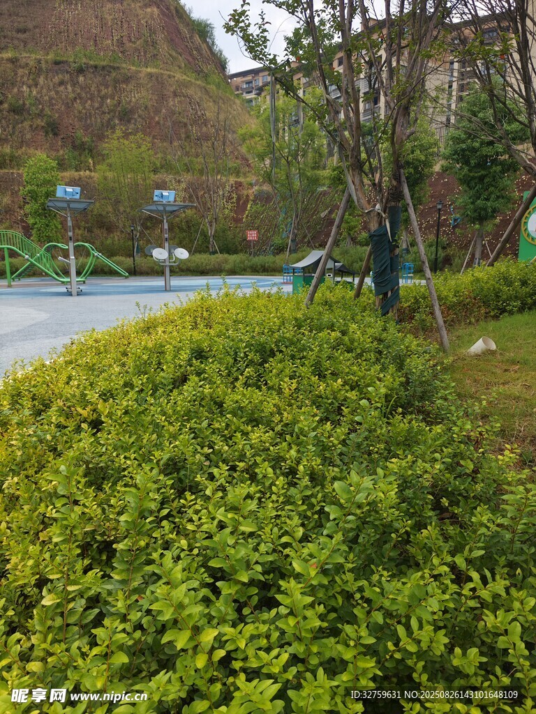 园林工人修剪绿植