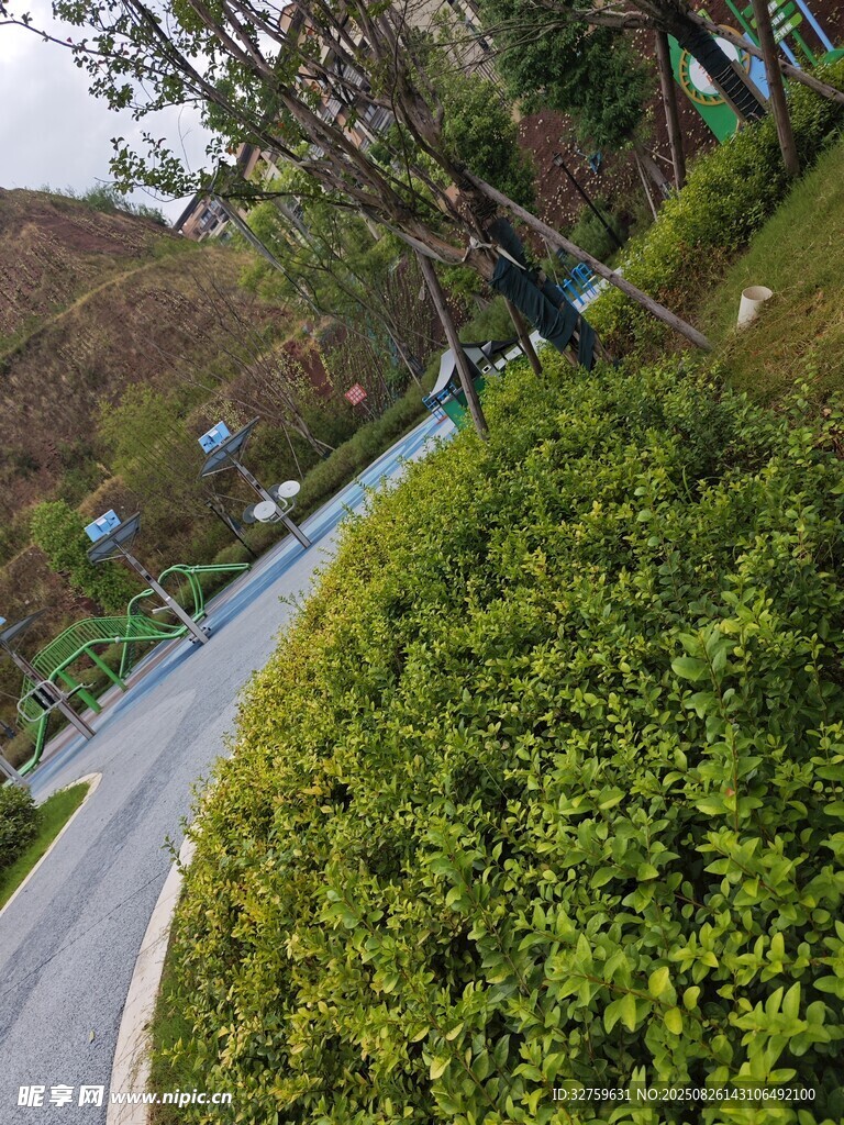 蜿蜒小路旁的葱郁绿植