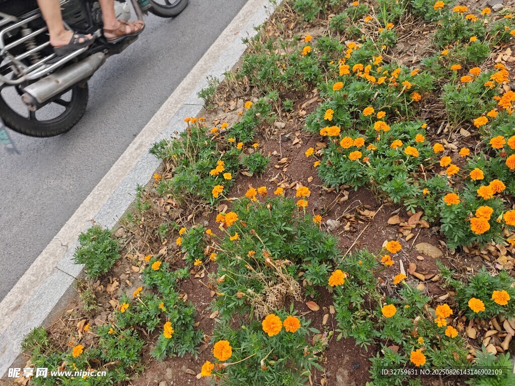 路边绽放的鲜艳小黄花