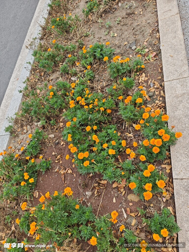 路边绽放的多彩小野花