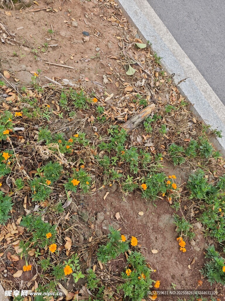 路边绽放的黄色小花