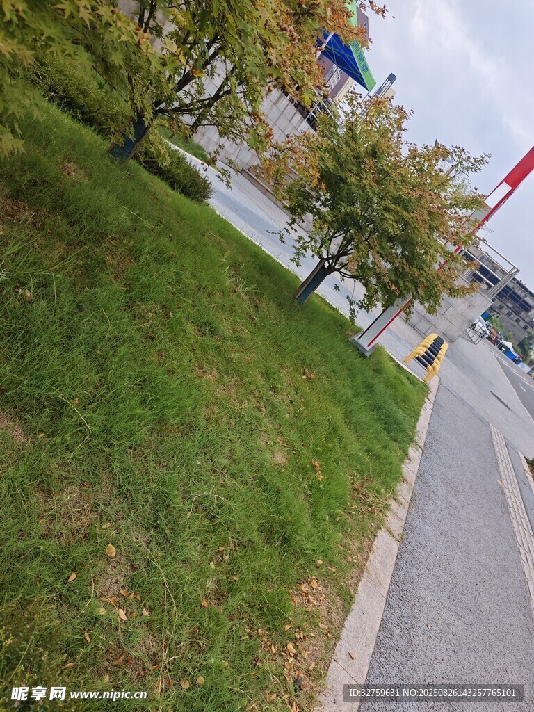 路边绿意盎然的草地景观