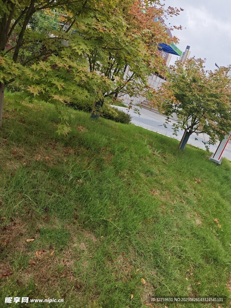 户外绿意盎然的草地景观