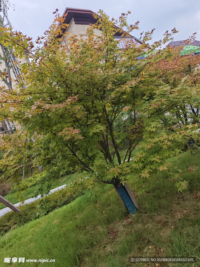 秋日多彩树木景观