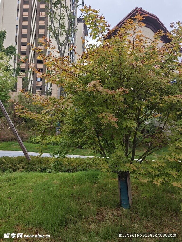 庭院中的多彩树木景观