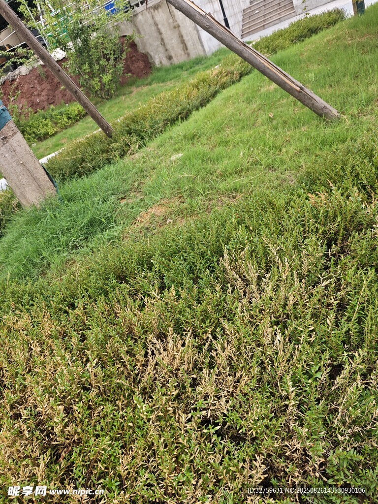草坪局部