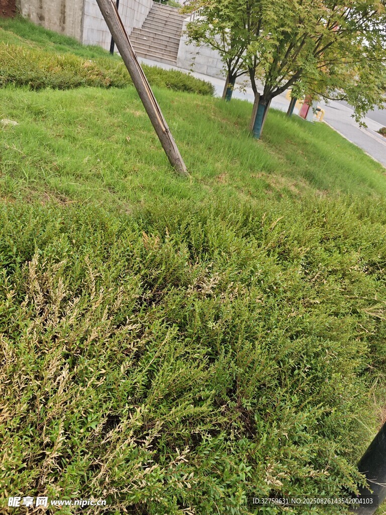户外草地绿植景观