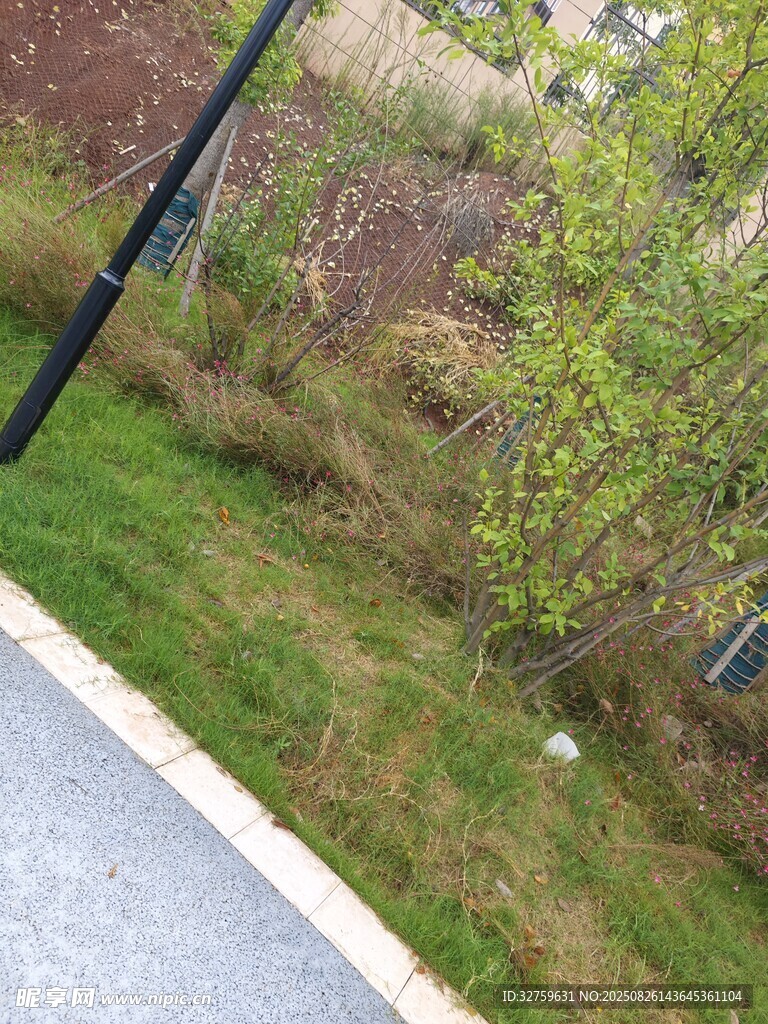 路边绿植景观