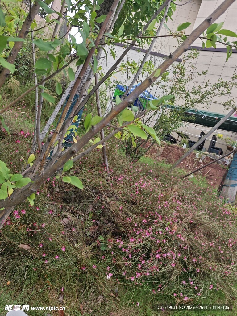 户外绿植与杂乱地面景象
