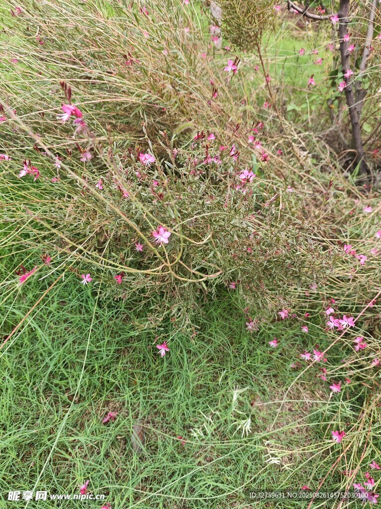 草丛中的粉色小花