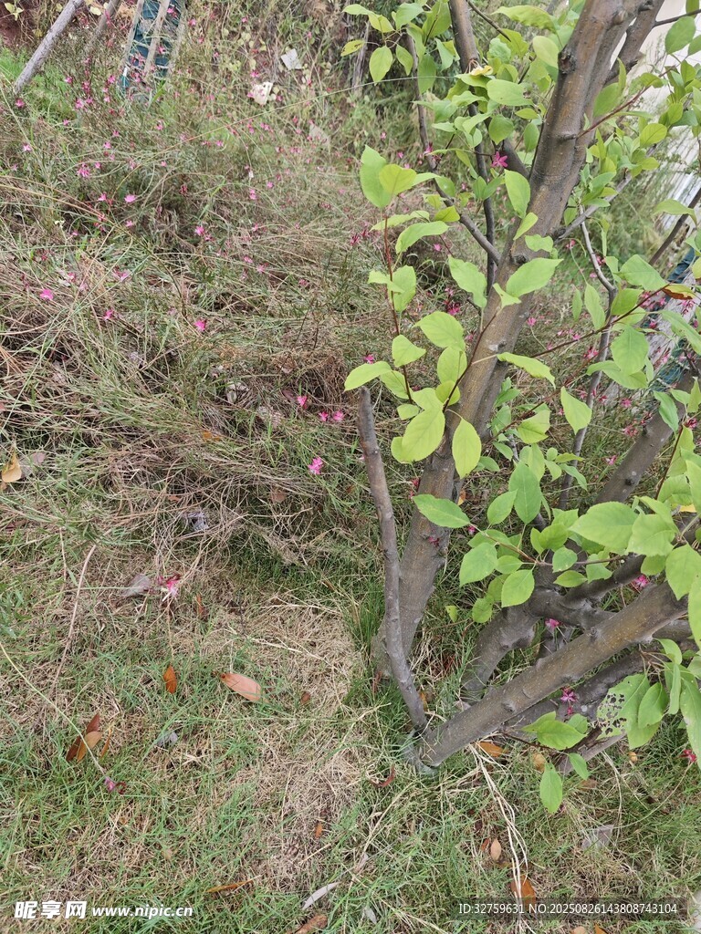 山坡上的嫩绿枝叶