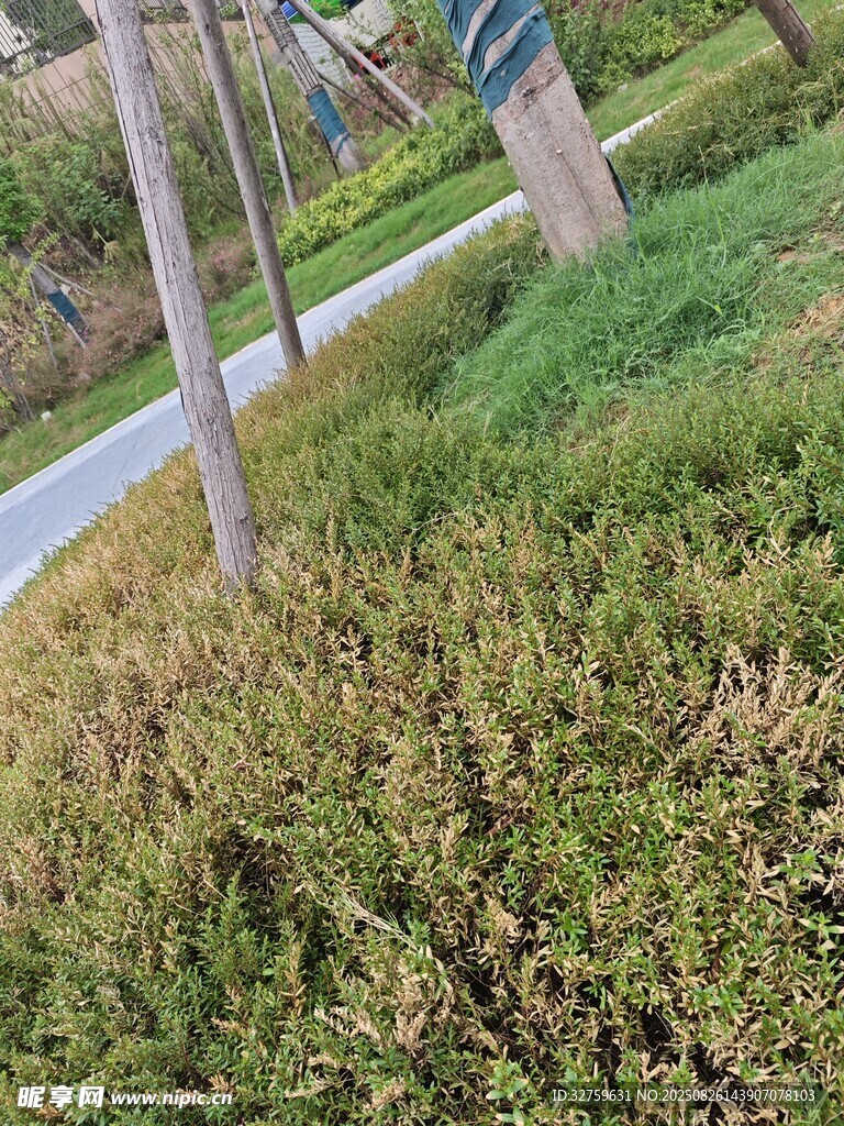 路边草地与路标景观