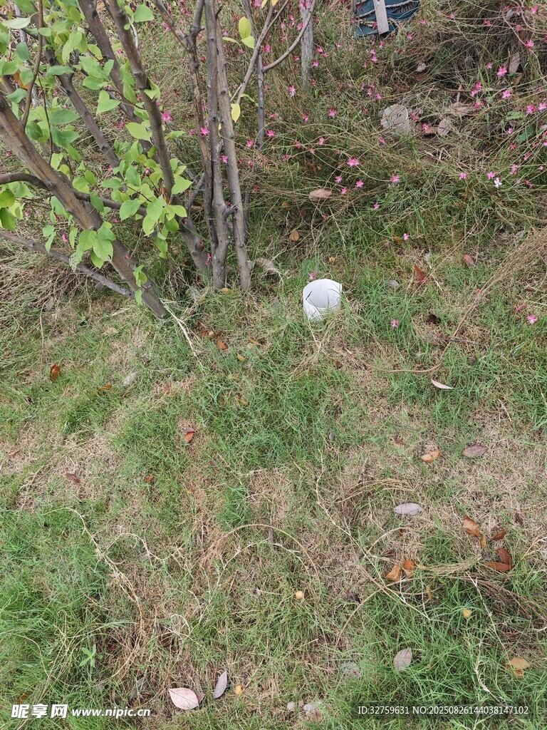 草地上的白色物体