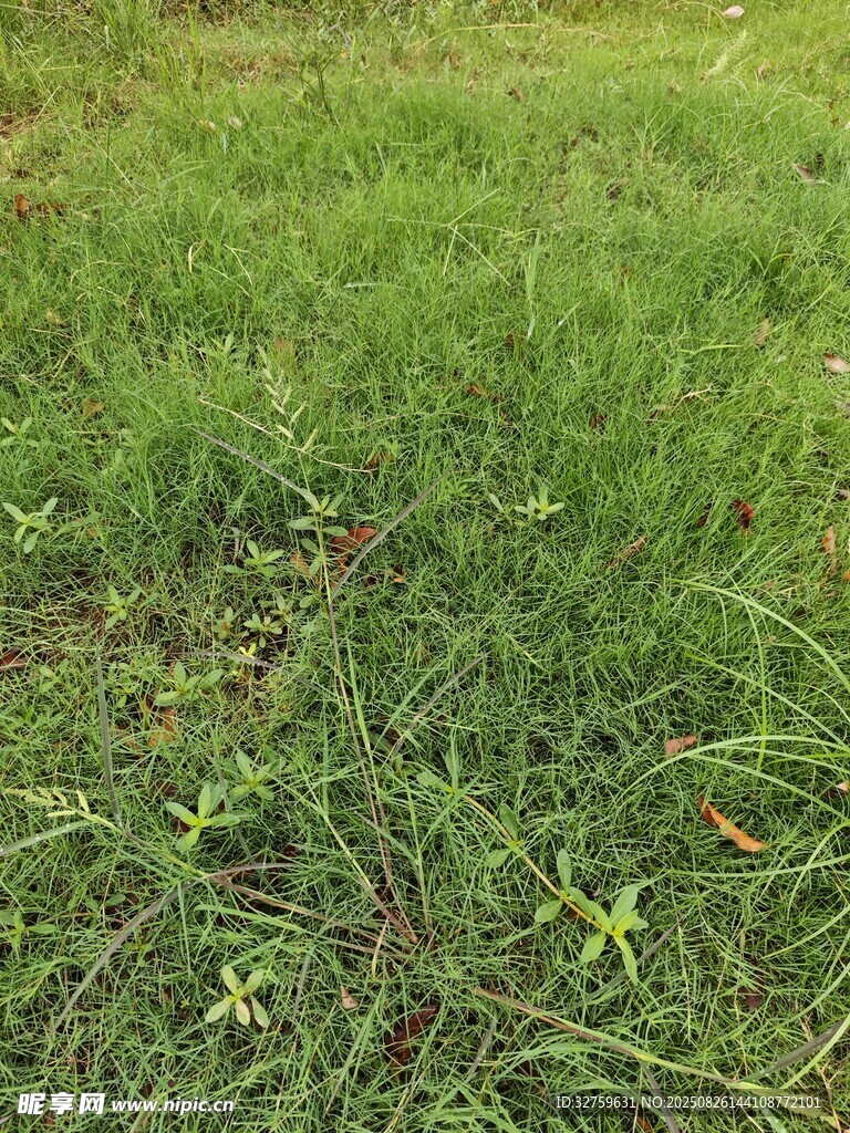 翠绿草地