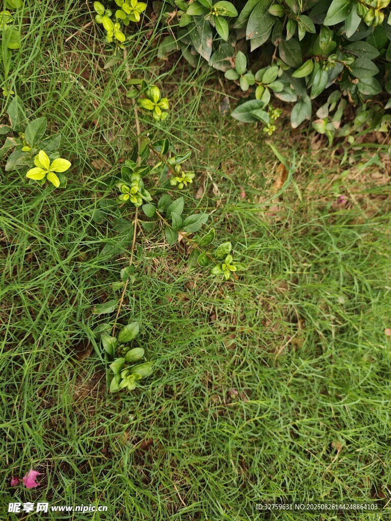 草地中的黄色小花与绿植