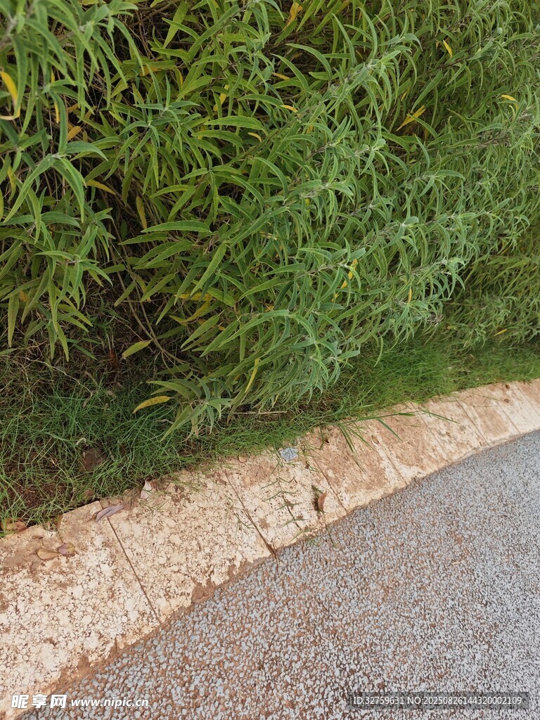 路边绿植与砂石路面