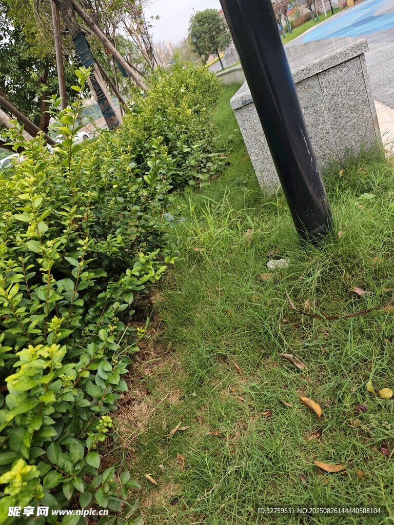 路边绿植景观