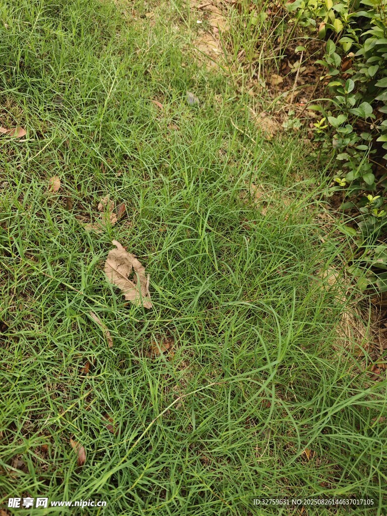 草地上的枯叶