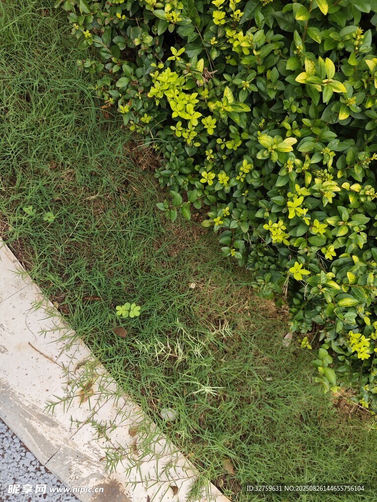 路边绿植景观