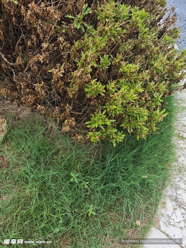 路边绿植景观