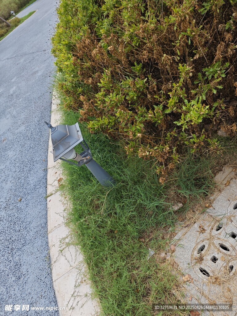 路边绿植中的指示牌