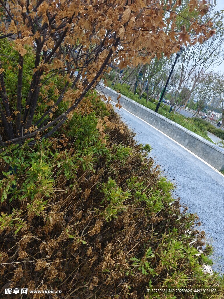 秋日雨后湿润的林荫小道