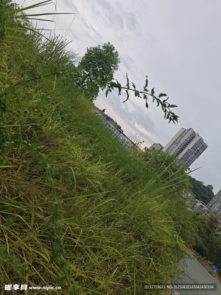 路边繁茂青草与远处高楼