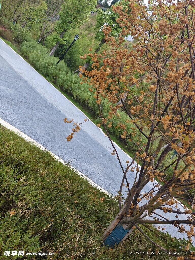 秋日路旁树木与蜿蜒道路