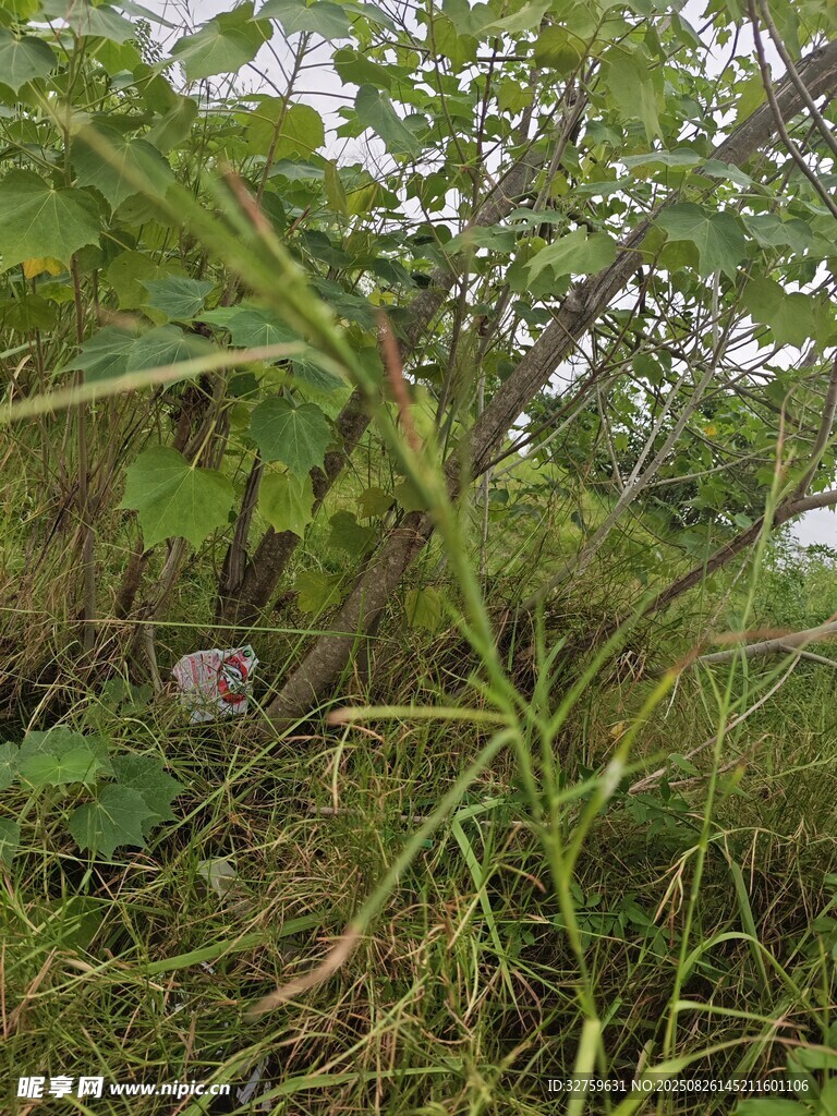 野外茂密植被中的景象