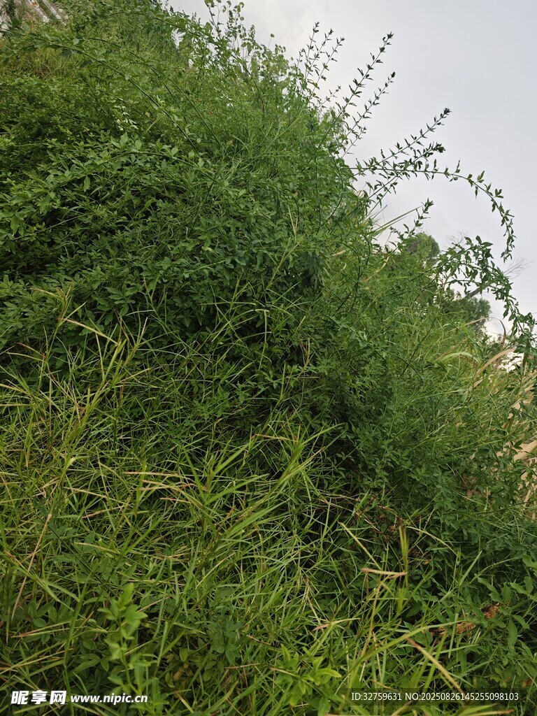 茂密绿植景观