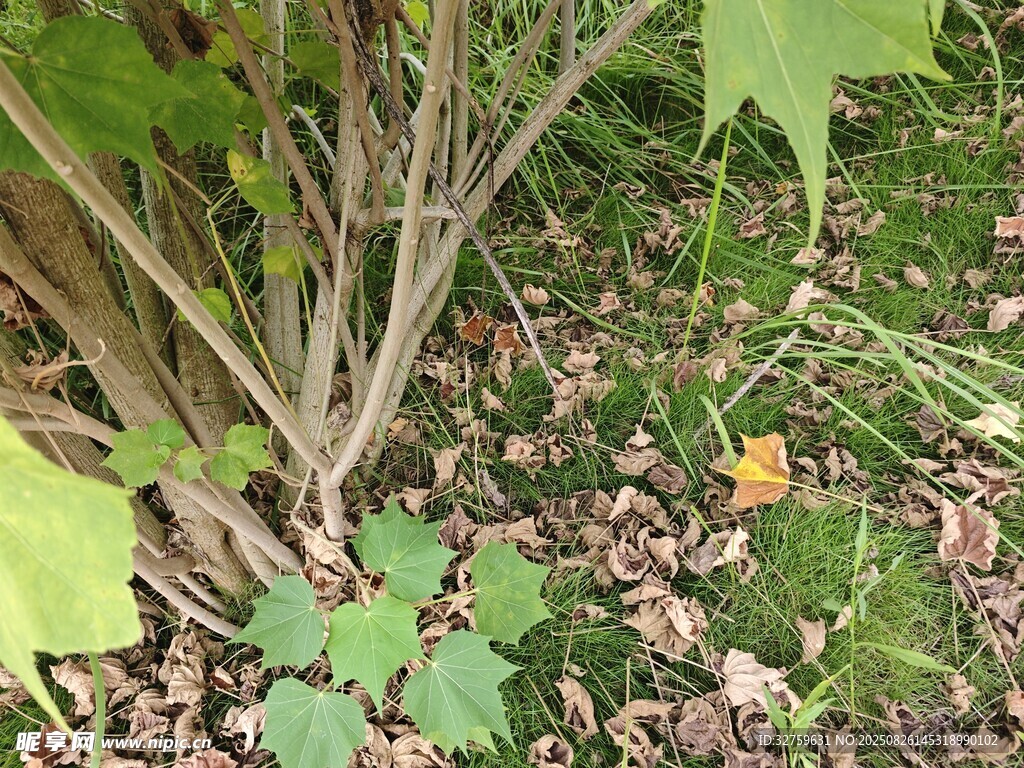 地面绿植与枯叶景象