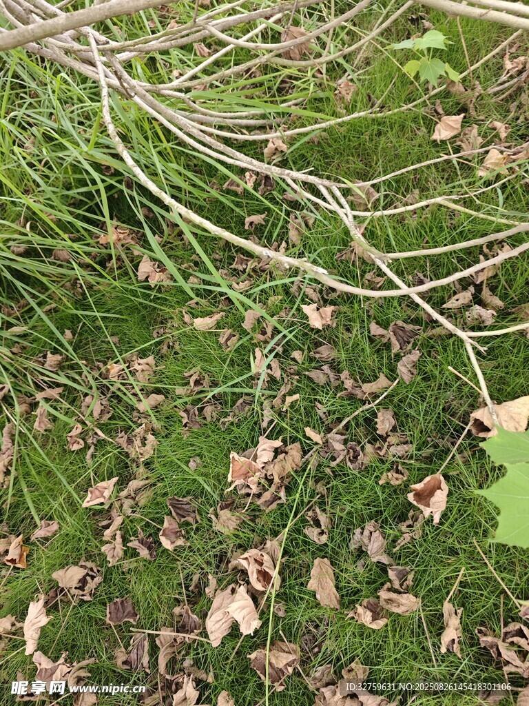 地面上的枯枝与落叶