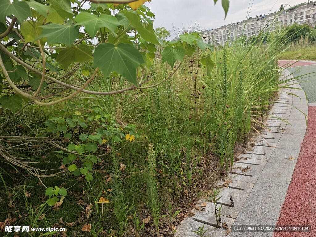 路边绿植景观