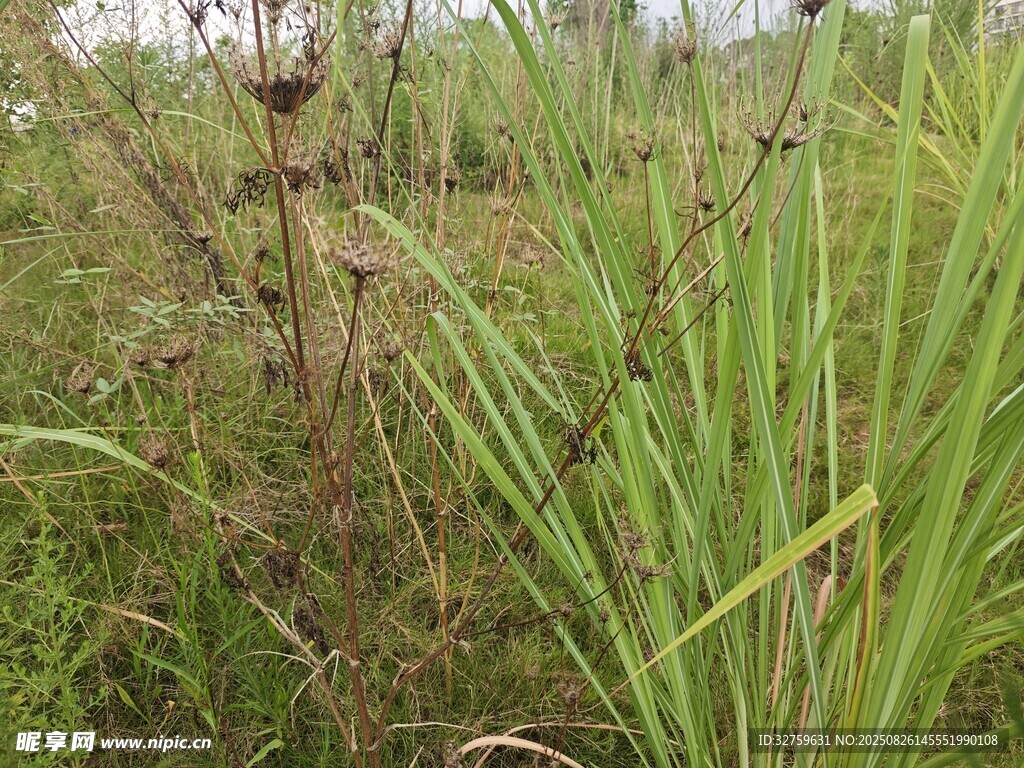 野外茂盛的绿色植物