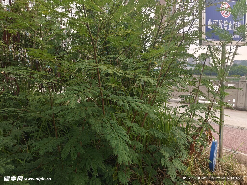 路边繁茂绿植景观