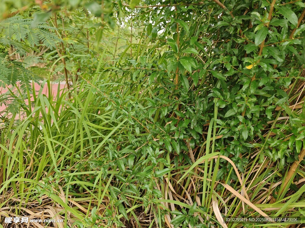 野外繁茂的绿色植物景观