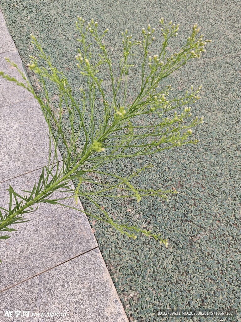 墙边嫩绿植物生机盎然