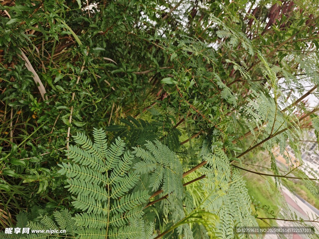 繁茂绿植中的蕨类植物