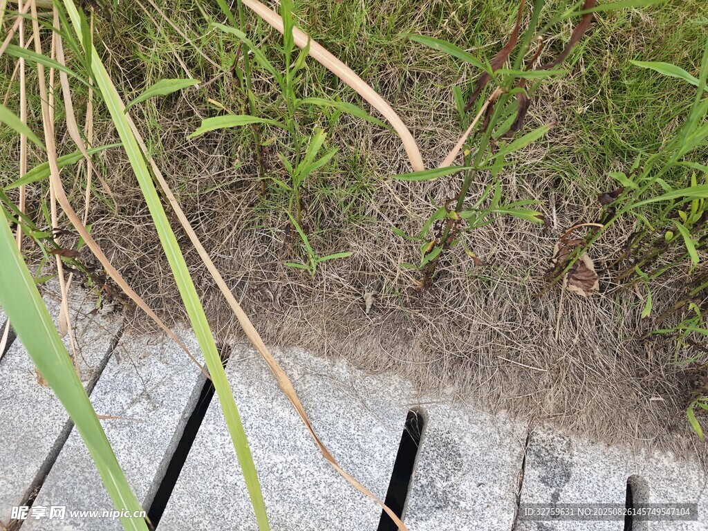 地面缝隙中的绿色植物