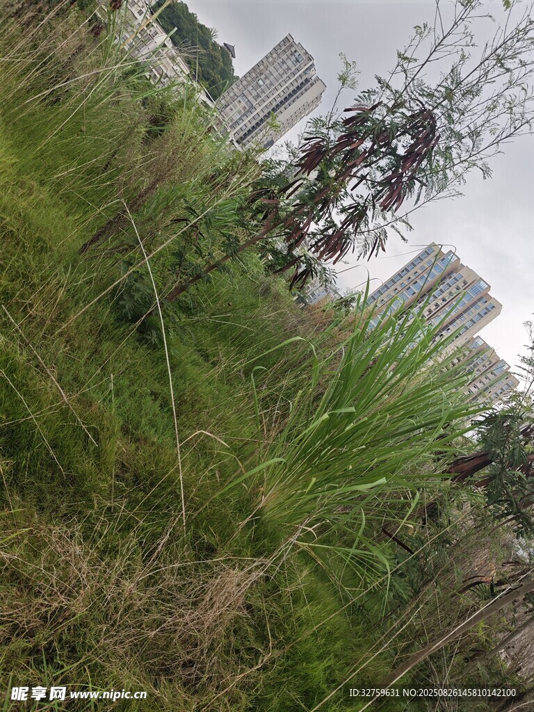 城市中繁茂的野生草地