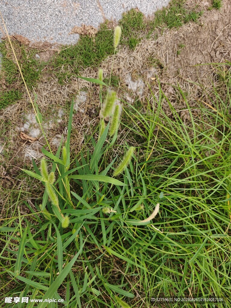 野外丛生的绿色野草