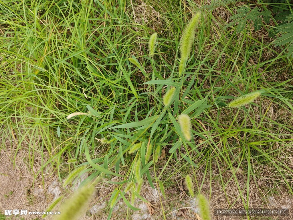 嫩绿草丛特写