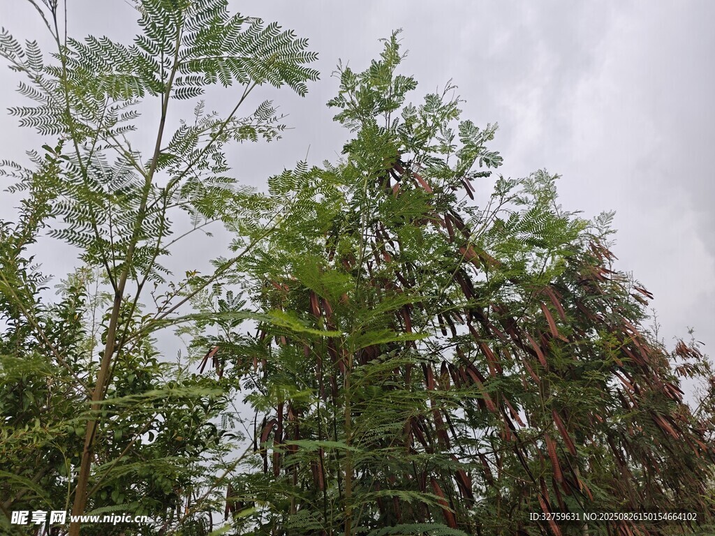 茂密树林中的绿植景观