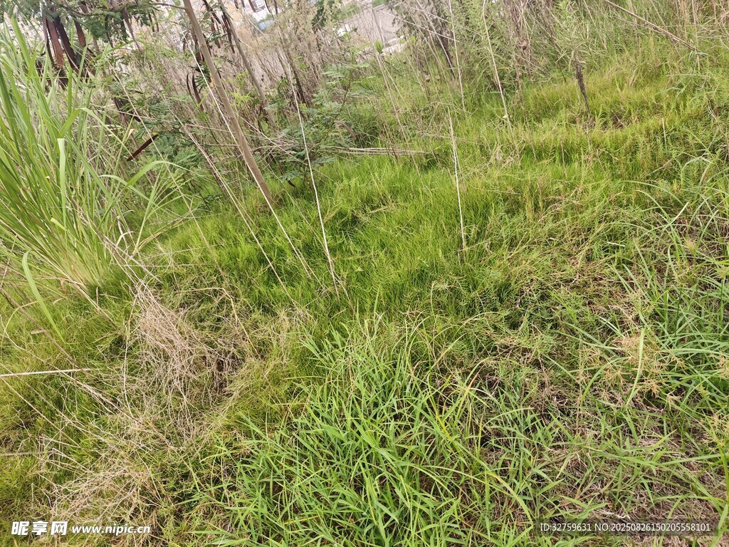 野外草地景象
