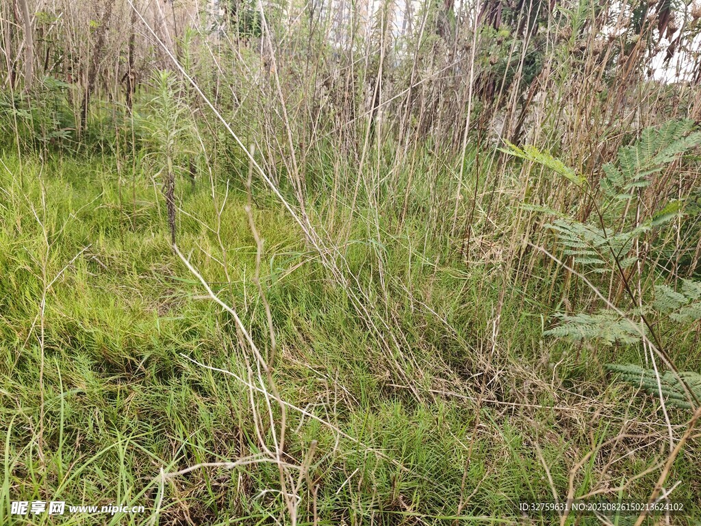野外草地景观