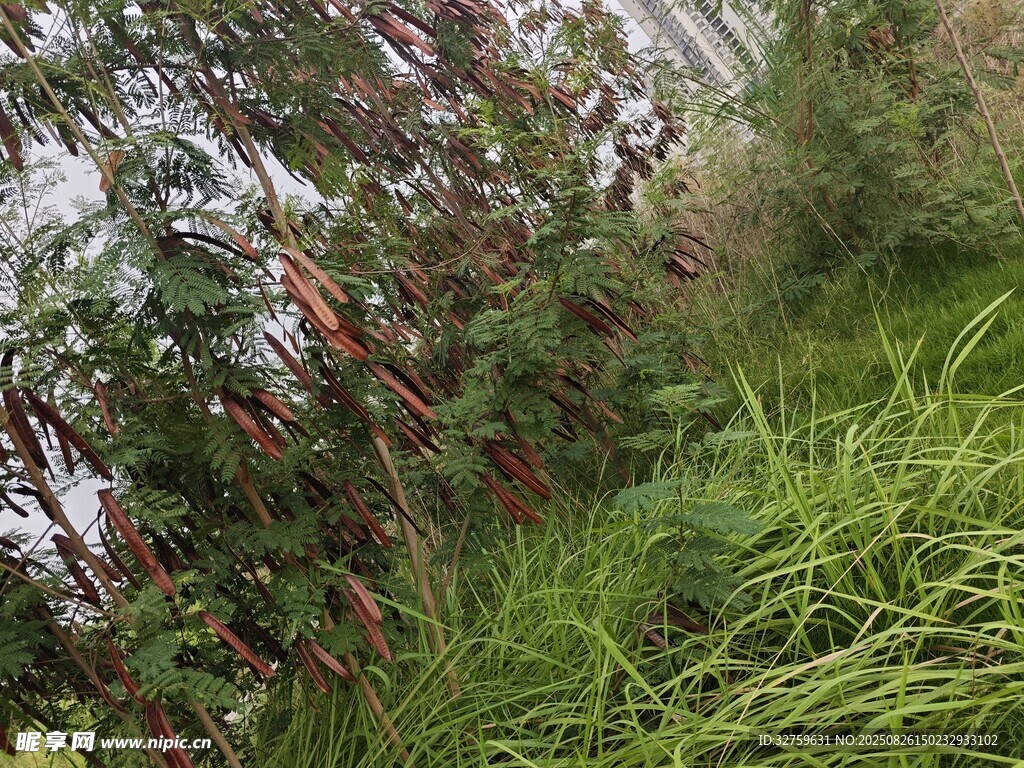 野外葱郁草木景观